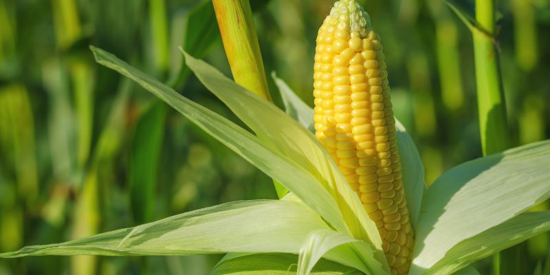 Bắp bắp chứa nhiều chất xơ và nước