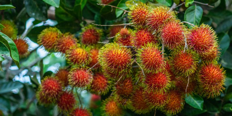 Chôm chôm bao nhiêu calo?