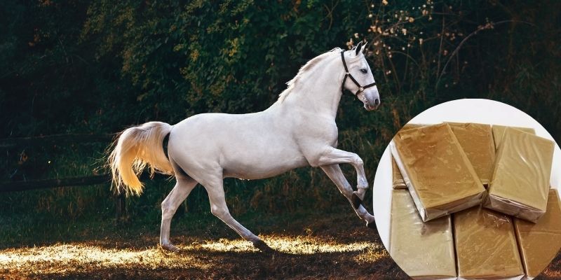 Cao ngựa có tác dụng gì? Tổng hộp tác dụng của cao ngựa