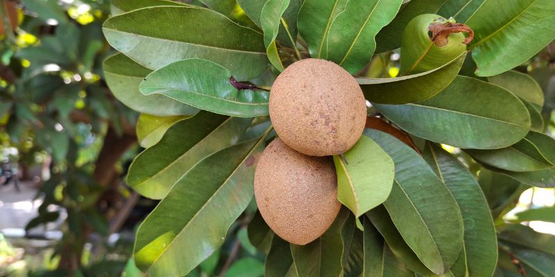 Tìm hiểu về hồng xiêm