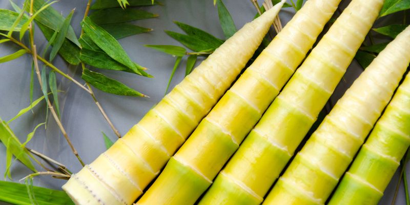 Tìm hiểu về măng