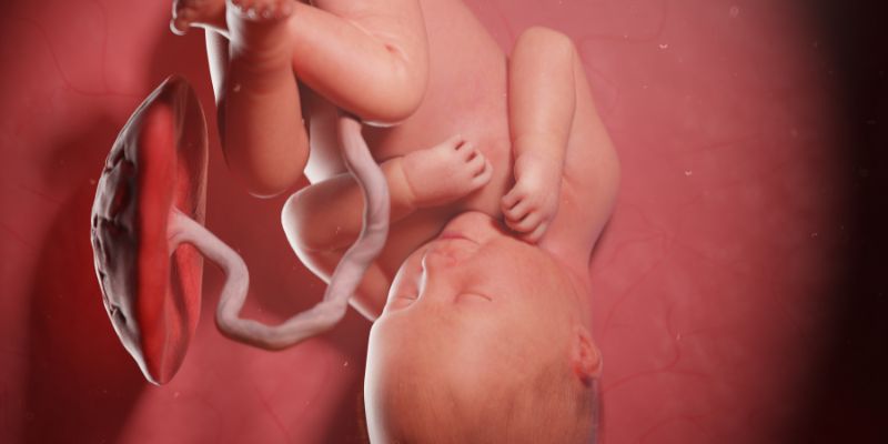 Sự phát triển của con bạn khi mang thai – tuần 27