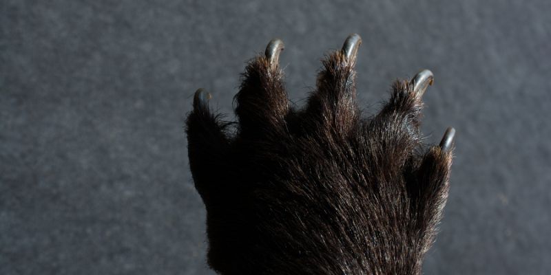 Móng gấu tác dụng gì