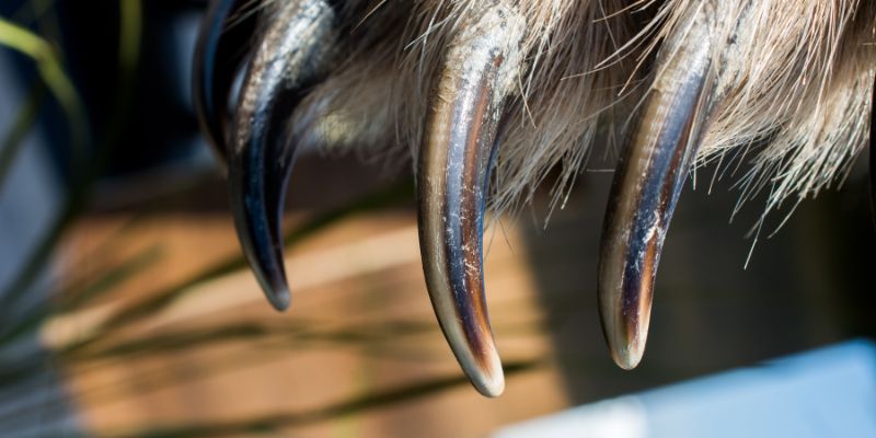 mong-gau-tac-dung-gi