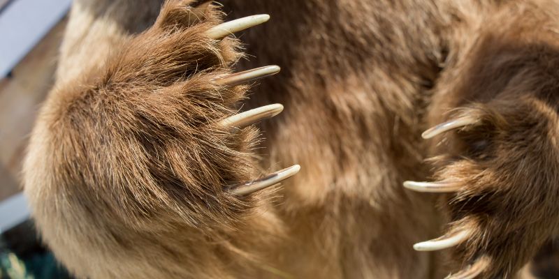 mong-gau-tac-dung-gi