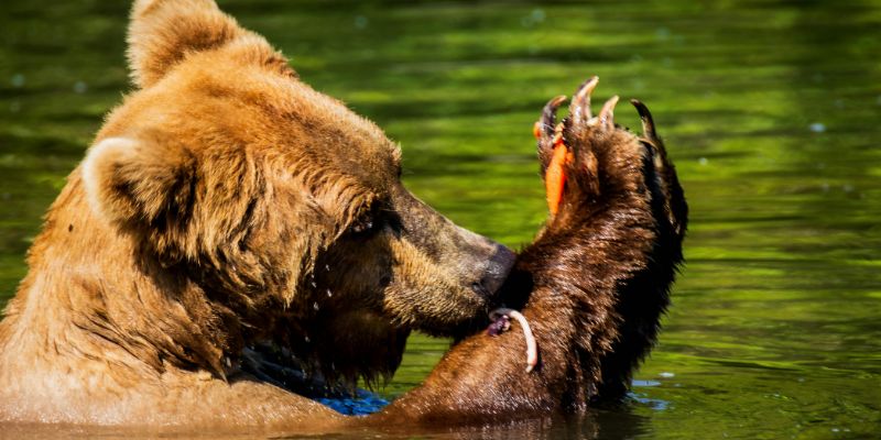 mong-gau-tac-dung-gi