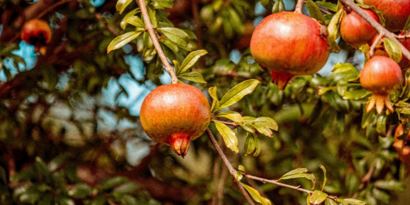 Tác dụng phụ cảu quả lựu đối với cơ thể