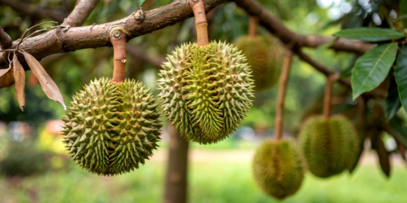 Sầu riêng bao nhiêu calo