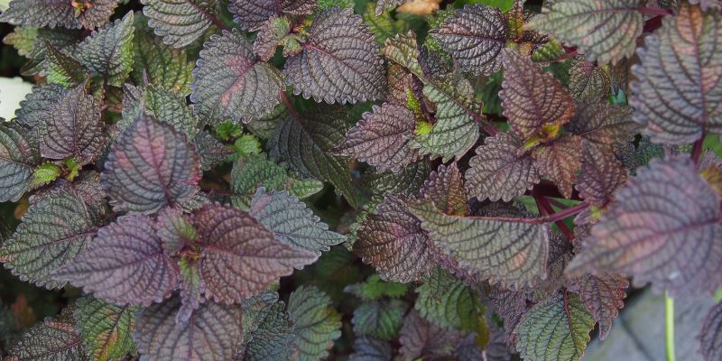 Cách trị mụn gạo bằng lá tía tô