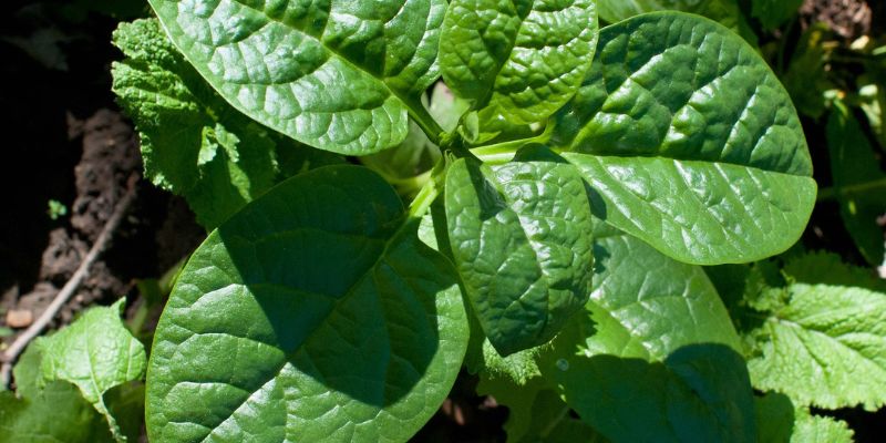 Đắp mặt nạ mồng tơi