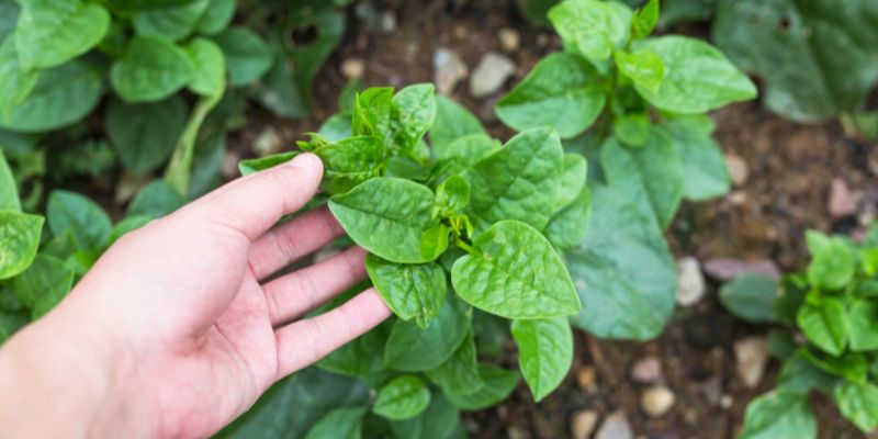 Công dụng của lá mồng tơi trị tàn nhang