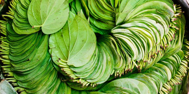 Mặt nạ trầu không tươi