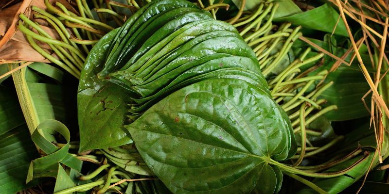 Xông hơi lá trầu không khi bị tàn nhang