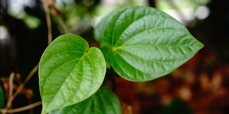 Tại sao dùng lá trầu không để trị tàn nhang