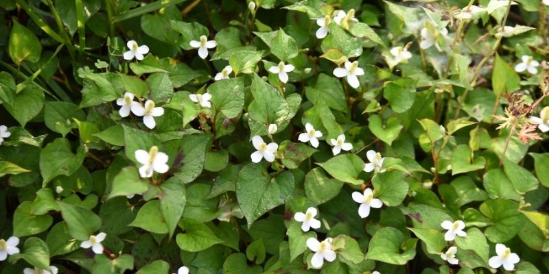 Thực hư cách trị tàn nhang bằng rau diếp cá?