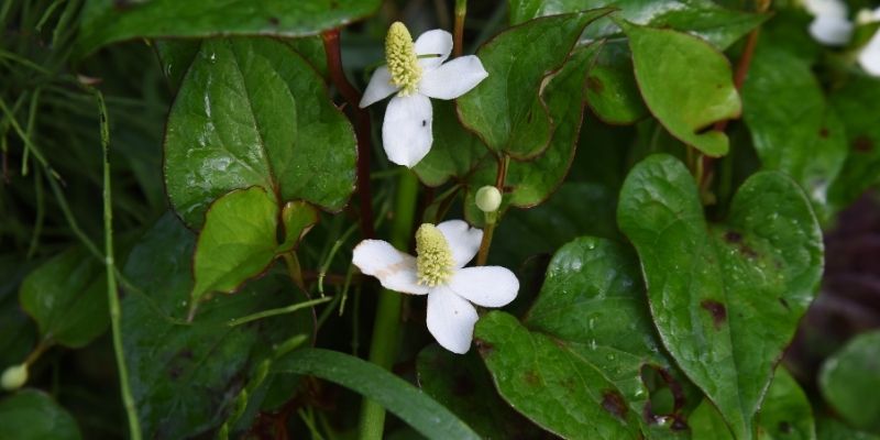 Trị tàn nhang bằng rau diếp cá nguyên chất và muối