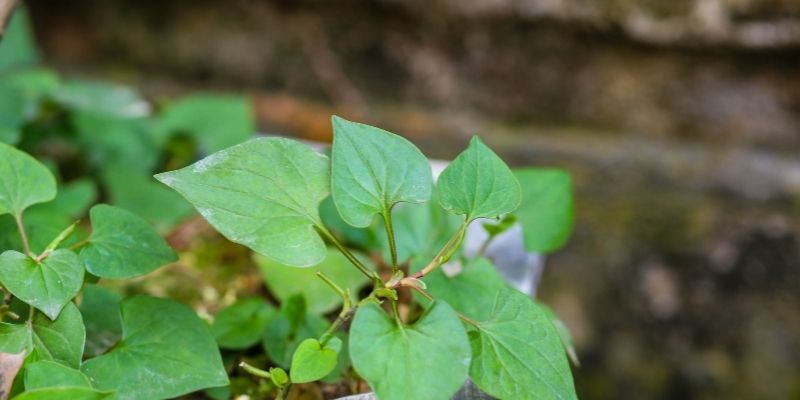 Mặt nạ rau diếp cá sữa tươi làm mờ tàn nhang