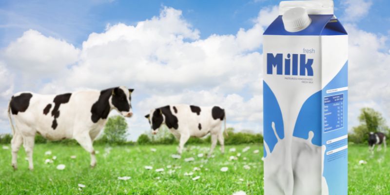 Uống sữa có béo không