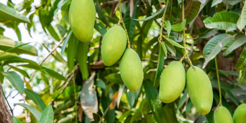 Xoài xanh bao nhiêu calo