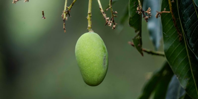 Tìm hiểu về xoài xanh