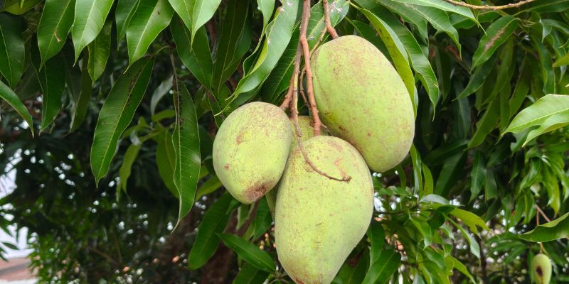 Thực hư ăn xoài xanh giảm cân